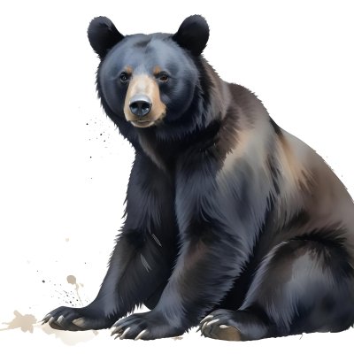 A Black Bear Sitting On The Ground Looking Forward With A White Snout In A White Background 37 81d9