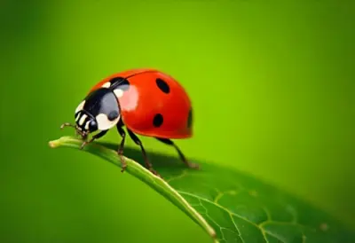 A Red Ladybug On A Green Leaf Against A Blurred Green Background 11 3f9d
