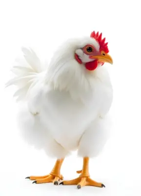 A White Chicken With A Red Crest And Yellow Beak Standing In A White Background 20 Edc9