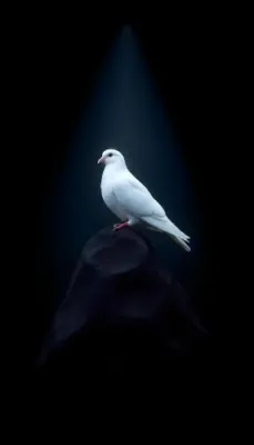 A White Dove Perched On A Dark Rock With A Spotlight Shining Down From Above Against A Black Background 12 40e0