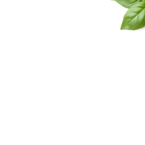 A Close Up Of Fresh Green Basil Leaves On A White Background 5 A661