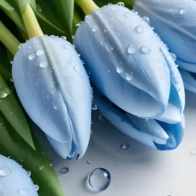 A Close Up Of Light Blue Tulips With Water Droplets On The Leaves Stems And Green Leaves On A White Background 1 B716