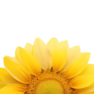 A Sunflower With White Petals And A White Center The Flower Is In The Center Of The Image Yellow Background 12 9b5b
