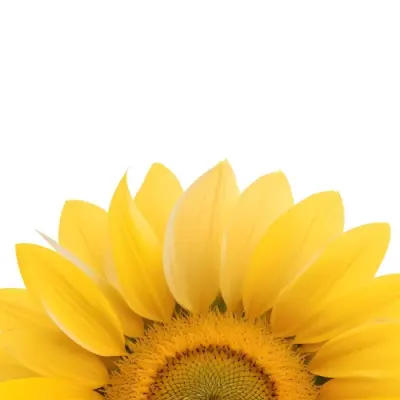 A Sunflower With White Petals And A White Center The Flower Is In The Center Of The Image Yellow Background 18 11e5