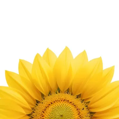 A Sunflower With White Petals And A White Center The Flower Is In The Center Of The Image Yellow Background 21 A9e9