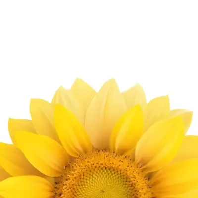 A Sunflower With White Petals And A White Center The Flower Is In The Center Of The Image Yellow Background 4 86d1