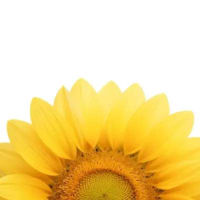 A Sunflower With White Petals And A White Center The Flower Is In The Center Of The Image Yellow Background 48 88c1