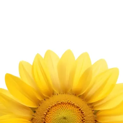 A Sunflower With White Petals And A White Center The Flower Is In The Center Of The Image Yellow Background 57 9ee9