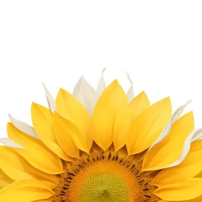A Sunflower With White Petals And A White Center The Flower Is In The Center Of The Image Yellow Background 66 04d2