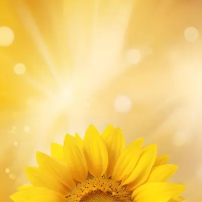A Sunflower With Yellow Petals And A Yellow Center Bright Yellow Background With Bokeh Effect And Light Rays 35 Db9c
