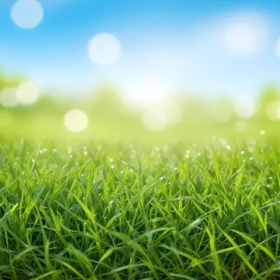 A Vibrant Green Grass Field Under A Clear Blue Sky With Bokeh Effect Creating A Dreamy And Bright Outdoor Scene 11 D065