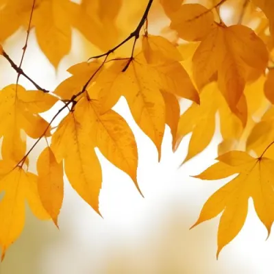 Autumn Leaves