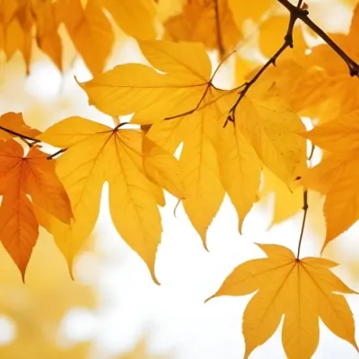 Autumn Leaves On A Branch With Warm Orange And Yellow Colors 13 5068