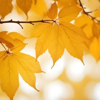 Autumn Leaves On A Branch With Warm Orange And Yellow Colors 16 8323