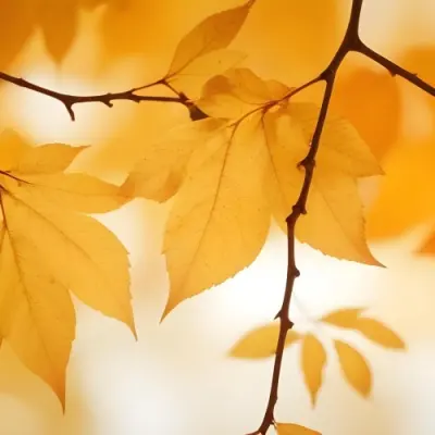 Autumn Leaves On A Branch With Warm Orange And Yellow Colors 17 B703