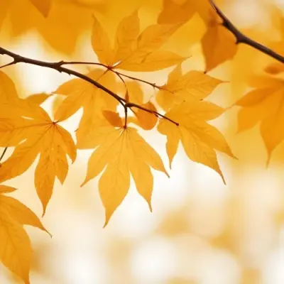 Autumn Leaves On A Branch With Warm Orange And Yellow Colors 18 069c