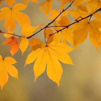 Autumn Leaves On A Branch With Warm Orange And Yellow Colors 2 Cf96