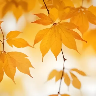 Autumn Leaves On A Branch With Warm Orange And Yellow Colors 23 Dccc