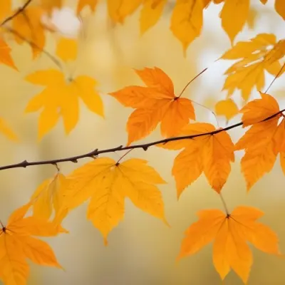 Autumn Leaves On A Branch With Warm Orange And Yellow Colors 3 0d0e