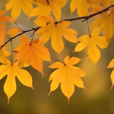 Autumn Leaves On A Branch With Warm Orange And Yellow Colors 4 6221