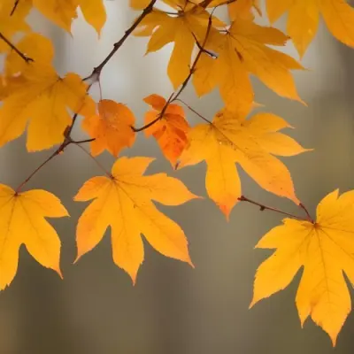 Autumn Leaves On A Branch With Warm Orange And Yellow Colors 5 A9e3