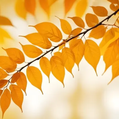 Autumn Leaves On A Branch With Warm Orange And Yellow Colors 7 F836