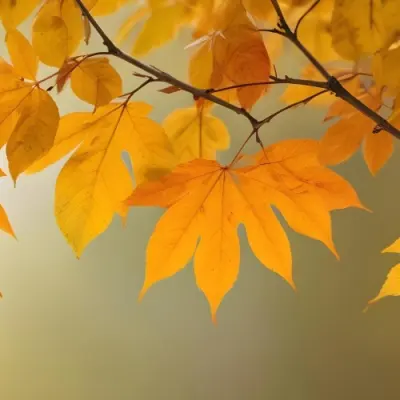 Autumn Leaves On A Branch With Warm Orange And Yellow Colors 8 5080