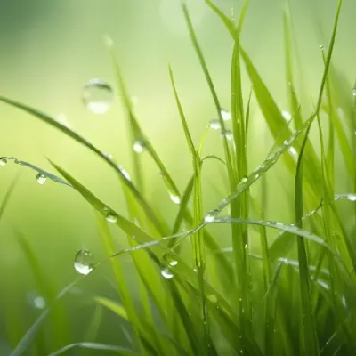 Blades Of Green Grass With Water Droplets Against A Blurred Green Background With Soft Lighting 12 B25c