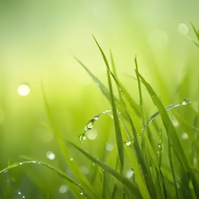 Blades Of Green Grass With Water Droplets Against A Blurred Green Background With Soft Lighting 3 5b5e