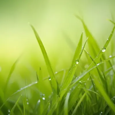 Blades Of Green Grass With Water Droplets Against A Blurred Green Background With Soft Lighting 4 063c