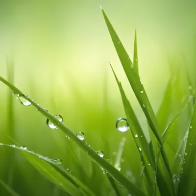 Blades Of Green Grass With Water Droplets Against A Blurred Green Background With Soft Lighting 5 249f