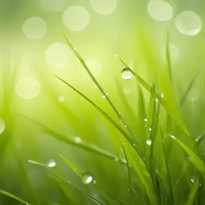 Blades Of Green Grass With Water Droplets Against A Blurred Green Background With Soft Lighting 6 016b