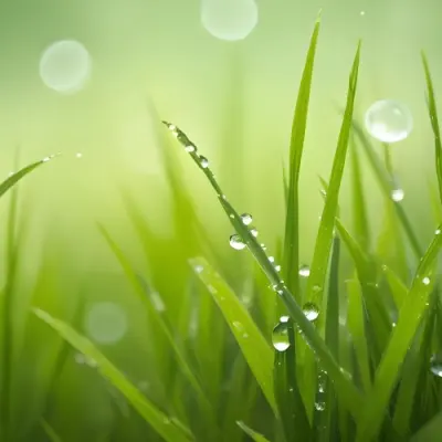 Blades Of Green Grass With Water Droplets Against A Blurred Green Background With Soft Lighting 7 A58f