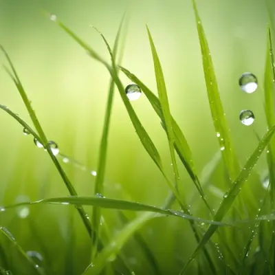 Blades Of Green Grass With Water Droplets Against A Blurred Green Background With Soft Lighting 8 E060