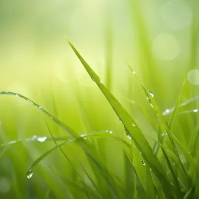 Blades Of Green Grass With Water Droplets Against A Blurred Green Background With Soft Lighting 9 4fcd