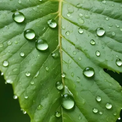 Close Up Of A Green Leaf Covered In Water