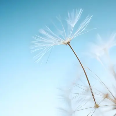 Dandelion Seed With White Filaments Attached To A Small Brown Seed Light Blue Background Soft Lighting Macro Photography Delicate And Airy Composition 10 7af1