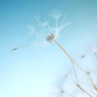 Dandelion Seed With White Filaments Attached To A Small Brown Seed Light Blue Background Soft Lighting Macro Photography Delicate And Airy Composition 12 E267