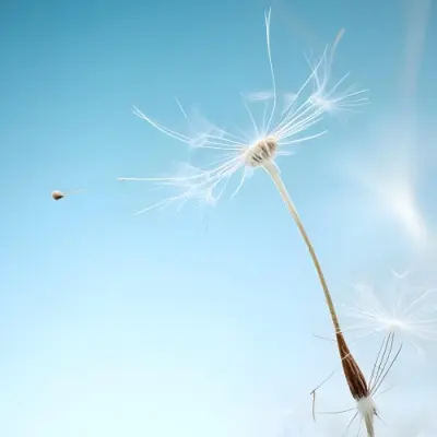 Dandelion Seed With White Filaments Attached To A Small Brown Seed Light Blue Background Soft Lighting Macro Photography Delicate And Airy Composition 17 D193