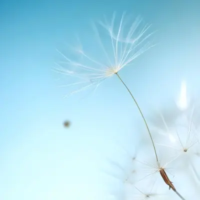 Dandelion Seed With White Filaments Attached To A Small Brown Seed Light Blue Background Soft Lighting Macro Photography Delicate And Airy Composition 20 7e93