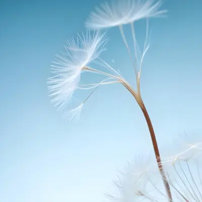 Dandelion Seed With White Filaments Attached To A Small Brown Seed Light Blue Background Soft Lighting Macro Photography Delicate And Airy Composition 21 4443