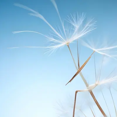 Dandelion Seed With White Filaments Attached To A Small Brown Seed Light Blue Background Soft Lighting Macro Photography Delicate And Airy Composition 3 A0bd