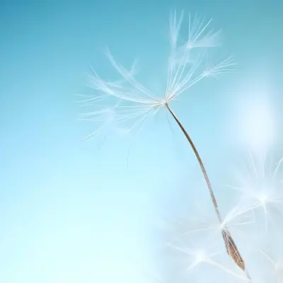 Dandelion Seed With White Filaments Attached To A Small Brown Seed Light Blue Background Soft Lighting Macro Photography Delicate And Airy Composition 4 7941