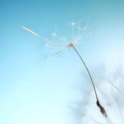 Dandelion Seed With White Filaments Attached To A Small Brown Seed Light Blue Background Soft Lighting Macro Photography Delicate And Airy Composition 6 377b