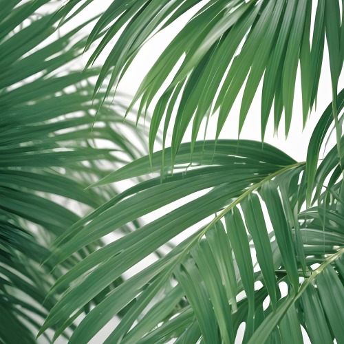 Digital Painting Green Palm Leaves Against A White Background Bold And Slim Lines Brush Strokes 16 Dbf6