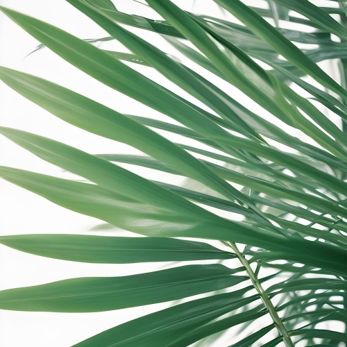 Digital Painting Green Palm Leaves Against A White Background Bold And Slim Lines Brush Strokes 17 F601