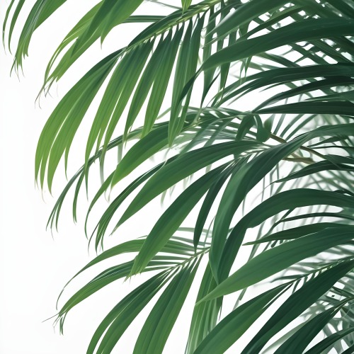 Digital Painting Green Palm Leaves Against A White Background Bold And Slim Lines Brush Strokes 18 1353