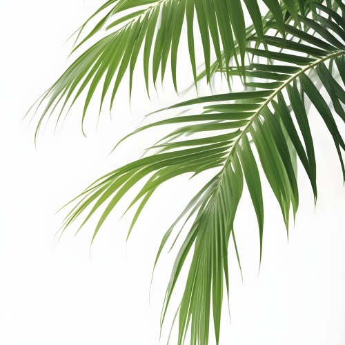 Digital Painting Green Palm Leaves Against A White Background Bold And Slim Lines Brush Strokes 19 2abe
