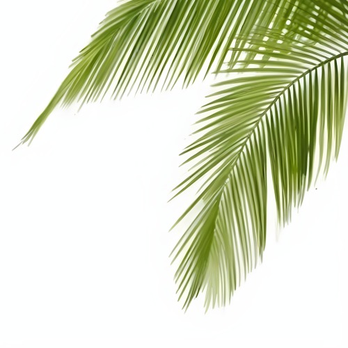 Digital Painting Green Palm Leaves Against A White Background Bold And Slim Lines Brush Strokes 3 7a0b
