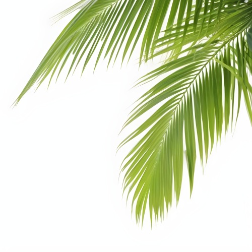 Digital Painting Green Palm Leaves Against A White Background Bold And Slim Lines Brush Strokes 9 A691